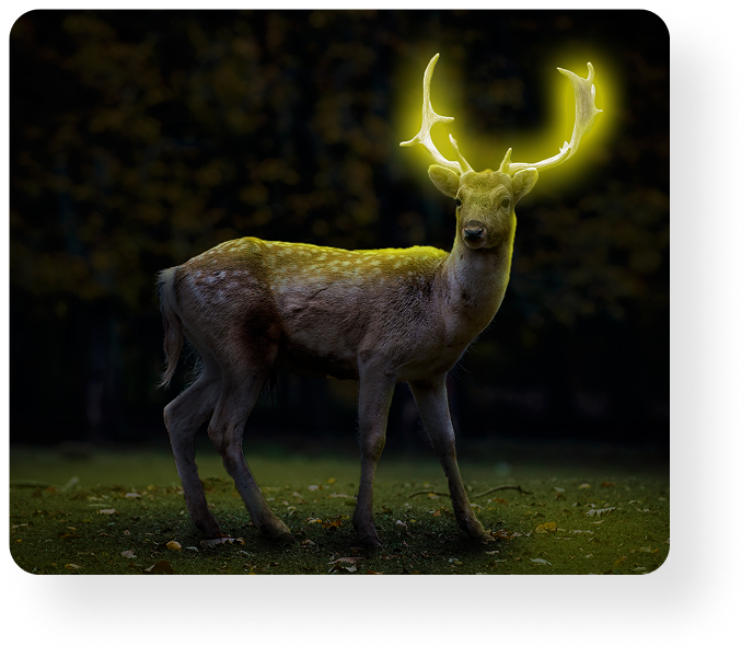 Digital Imaging gallery image 3